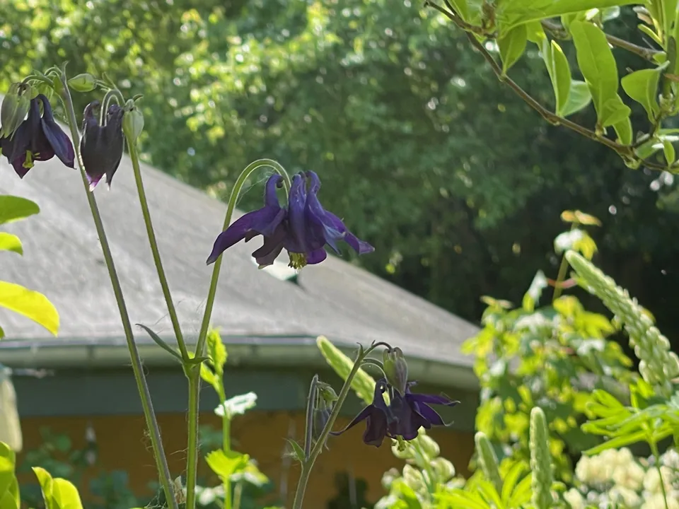 Dark purple columbines in flower in front of the Roundhall roof and green leaves