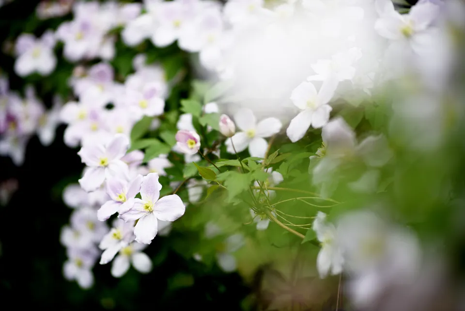 Lyse klematisblomster i fuldt flor i haven