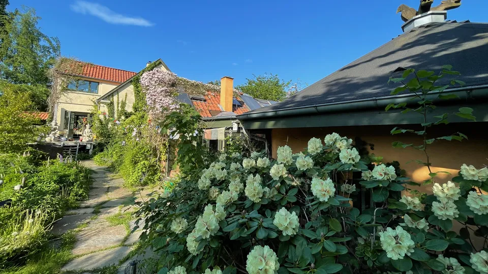 The eight-sided roof of the Roundhall behind large bushes of white rhododendron on a sunny summer day